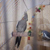 یه جفت عروس هلندی بالغ اماده