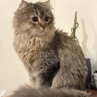 گربه ماده پرشین 9 ماهه