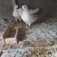 کبوتر زیبا