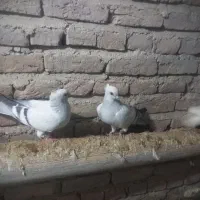 کبوتر شامی|پرنده|چهاربرج, |دیوار