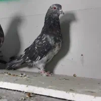 کبوترهماوسرور نر|پرنده|ری, شهرک نظامی|دیوار