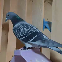 پرنده پلاکی عراق استعلام