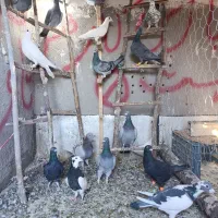 کفتر|پرنده|تاکستان, |دیوار