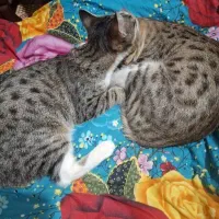 یک گربه نر ودوماده