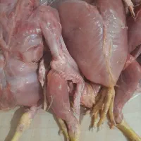 غدای حیوانات