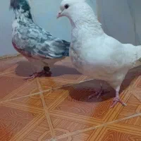 سفید کاکلی|پرنده|دورود, |دیوار