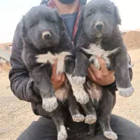 شاه توله قدرجونی