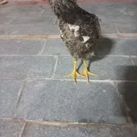 جوجه خروس
