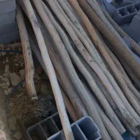 تیرچوبی سپیدار