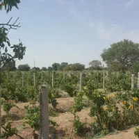 باغ-تاکستان-قزوین-بخر-بساز