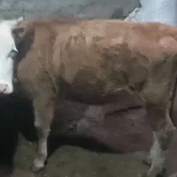 گوساله سیمینتال