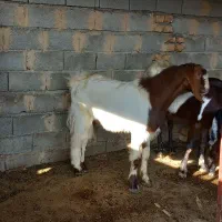 بز آبستن و چوش و بره نر ماده|حیوانات مزرعه|سیمین شهر, |دیوار