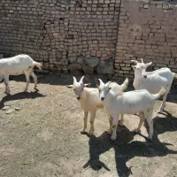 بز سانن شیشک