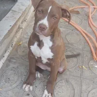 پیتبول ماده نژاد خاص و دوسداشتنی|سگ|محمدیه-قزوین, |دیوار