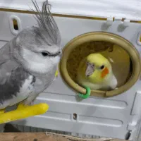 پرنده عروس هلندی (نر)|پرنده|لالجین, |دیوار