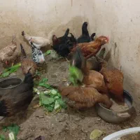 تخم مرغ نطفه دار|حیوانات مزرعه|شیراز, میانرود|دیوار