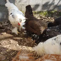 مرغ خروس لهستانی پولند و سلطان وارداتی|حیوانات مزرعه|رشت, اسماعیل آباد|دیوار