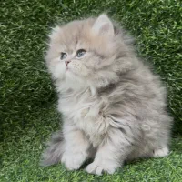 گربه بریتیش