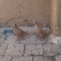 کرمونی