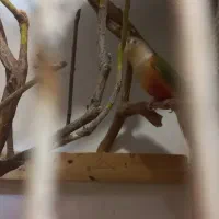 فروش دو جفت گرینچیک سرحال