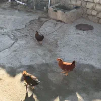 مرغ ۵ماهع ۸عدد