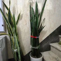 سانسوریا (شمشیری)