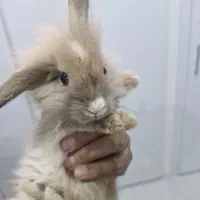 خرگوش لوپ