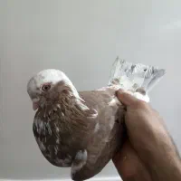 کبوتر