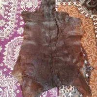 پوست چرم بز