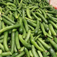 خیار تازه و روزچین ارسال به کل ایران قیمت پایین