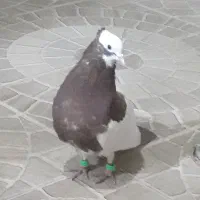 طوق سه بر معاوضه