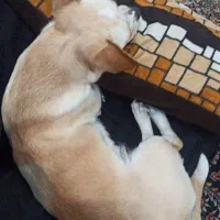 گمشده|حیوانات|بندر گناوه, |دیوار