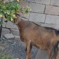 بز تالی پاکستانی دوقلوزا