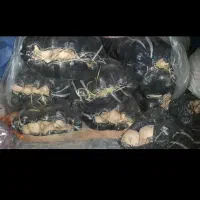 سیب زمینی مرغوب ۷گونی فروشی