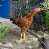 لاری با اصالت بالا