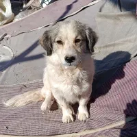 سگ پا کوتاه|سگ|کرمان, |دیوار