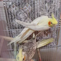 3 عدد عروس هلندی