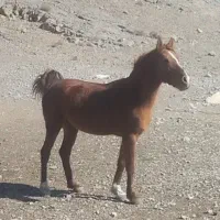 اسب میش بز