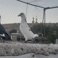 کبوتر ماده