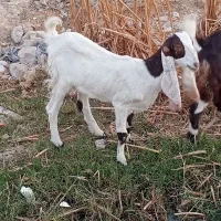 بز پاکستانی|حیوانات مزرعه|برازجان, |دیوار