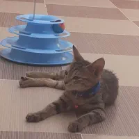 دنبال گربه واگذاریم