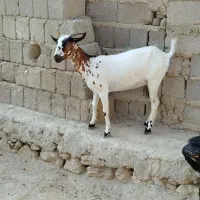 کهره اغوس