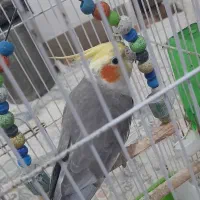 فروش عروس هلندی دستی همراه با قفس|پرنده|شلمان, |دیوار