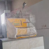 جفت عروس هلندی