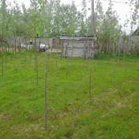 زمین باغی|فروش زمین و ملک کلنگی|تولم شهر, |دیوار