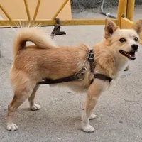 سگ از نژاد پامرانین