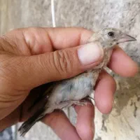 جوجه سهره نر