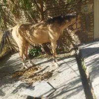 اسب عرب|اسب و تجهیزات اسبسواری|زنجان, |دیوار