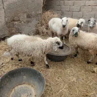 گوسفند ابست و بز جملی|حیوانات مزرعه|زابل, |دیوار