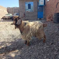 گوسفند (تروشت)